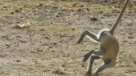 Funniest Monkey - cute and funny monkey videos - Full HD