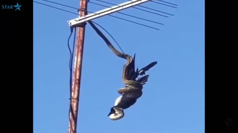 MUST WATCH: constructor Snake kills a Magpie on a light pole