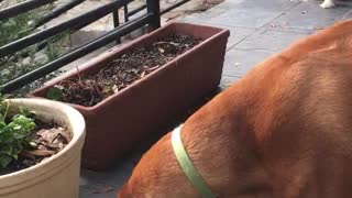 Brown dog plays with rock on grey tiles