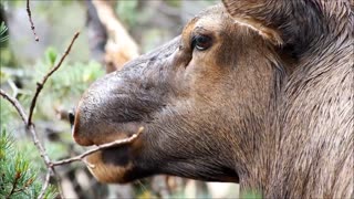 Elk Male In Forest Eating