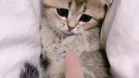 Playing with Adorable kitten