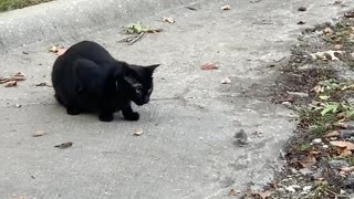 A Real Life Tom and Jerry Scene between Cat and Mouse