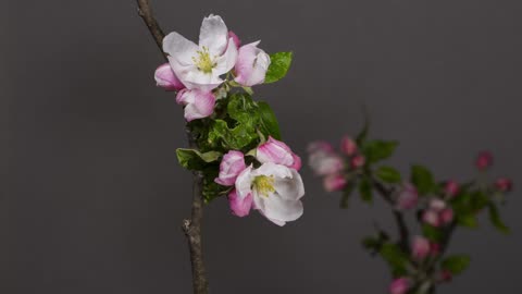 Time-Lapse Watch Flowers Bloom Before Your Eyes