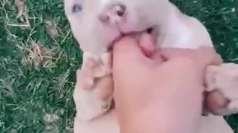 PLAYFUL PITBULL