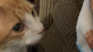 Cat meows and sneezes