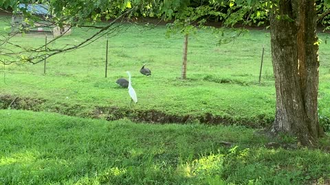 Our birds aren’t happy about the guest.