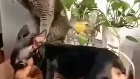 The cat hits the dog on the head