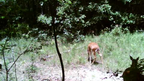 doe and yearling