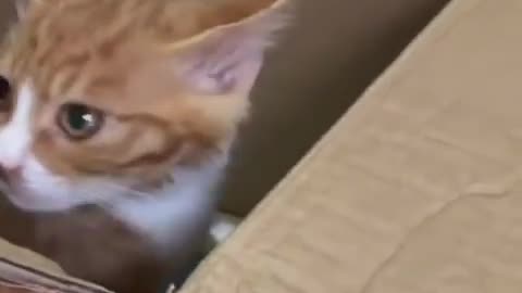 Street kitten adopted by Human in a good condition