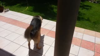 German shepherd shadow boxing