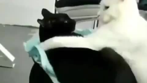 Cats loving each other Very much
