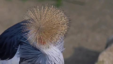 Close up shot of the crane bird