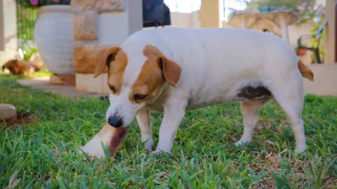 A Pet Dog Munching On A Large Bone 1