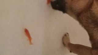 Dog bites orange fish in bath tub