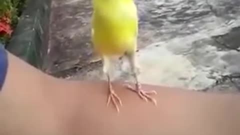 Funniest Bird Sound Ever Best Funny Video