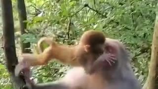 Baby monkey playing video