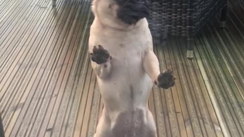Cute pug is angry about being locked out