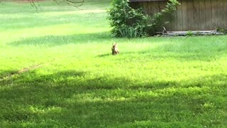 Fox in the Backyard