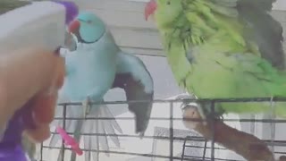 Fun times with parrots