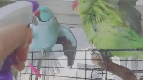 Fun times with parrots