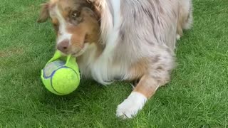 Super cute dog loves to play with his squeaky toy