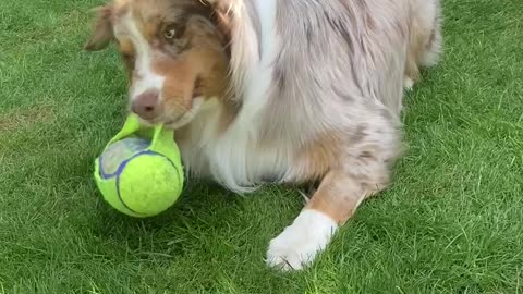 Super cute dog loves to play with his squeaky toy