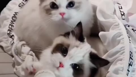 Cute Cat Video and Kittecat Cat Video