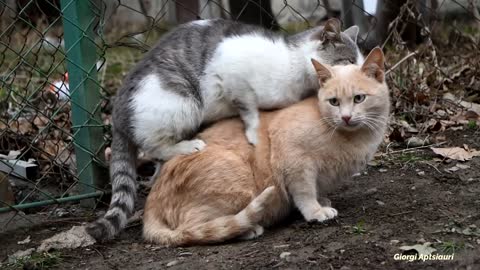 Mating Cats #Hard (successfully) PART 2