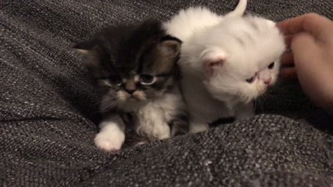 Persian Cute Kittens