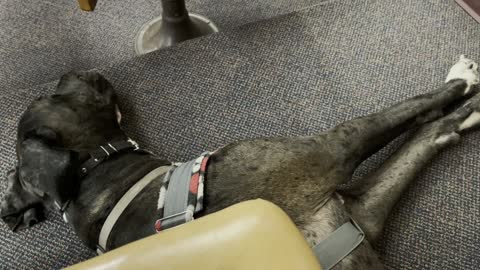 Service Dog: Out in Public Courtroom at My Girl's Externship