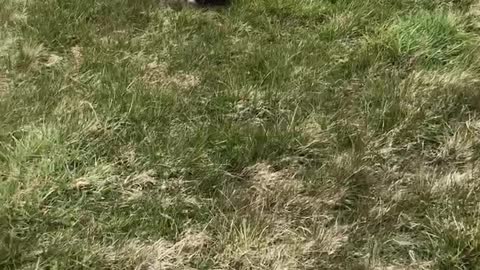 Frenchie does best army crawl