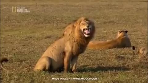 Very very funny tiger laughing.must watch........