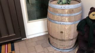 Bees in wine barrel