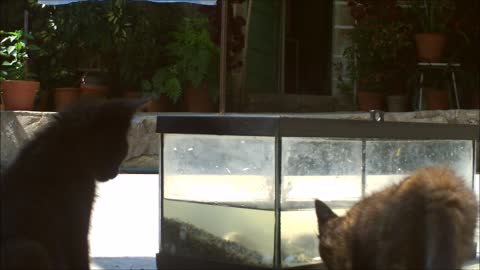 Cats get curious about a turtle