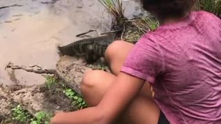 Feeding Baby Alligators