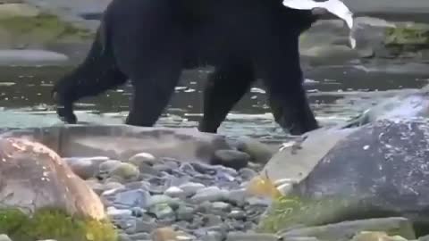 The bear catching a fish 🐻🐟