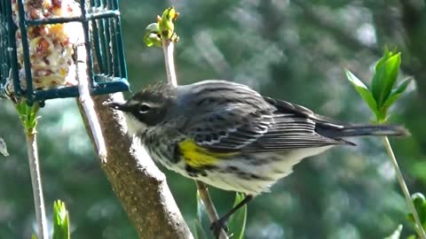 Yellow-Rumped Warbler