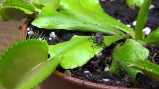 Venusfliegenfalle vs Kaefer - Venus fly trap vs bug - fleischfressende Pflanzen