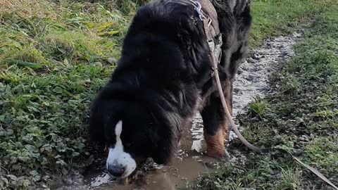Bernese Mountain Dog loves the puddle