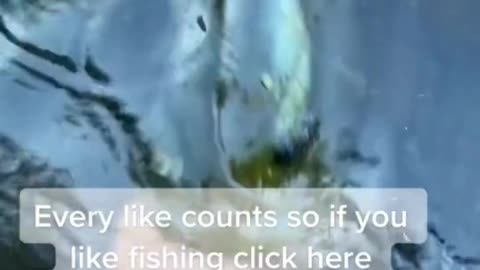 JS Fishing Lover // B300 // #fishing #Fishingknot #knot #fishinglover #jsfishinglover #video