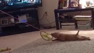 Small tan puppy lays on carpet with toy being pulled by owner