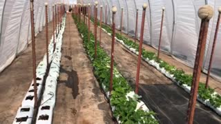 Sunfinch Greenhouse Tomato and Strawberry Updates