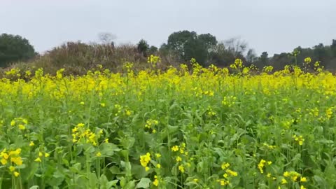 Has the rapeseed in your hometown bloomed?