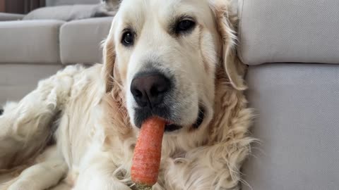 Poor Golden Retriever is Attacked by Sleep While Eating