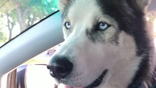 Husky Makes A Friend In Passing Car