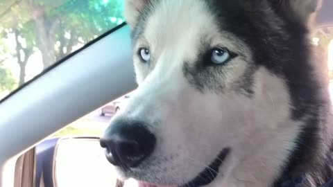 Husky Makes A Friend In Passing Car