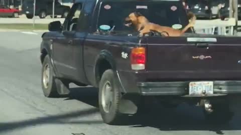 Extremely happy dog goes for ride in pickup