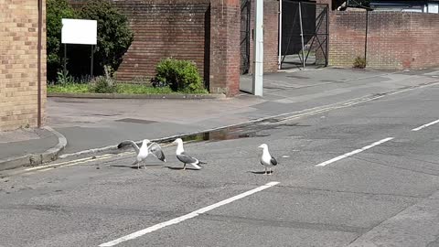 Angry birds seagulls fight for food lockdown