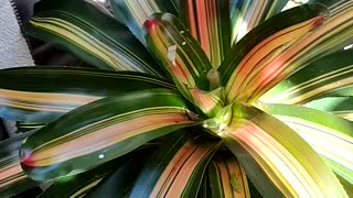 Advanced Bromeliads 17