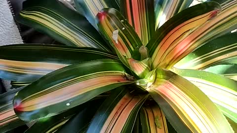 Advanced Bromeliads 17